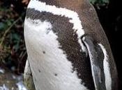 Animales peligro: Pingüino Magallanes