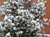 Nieve