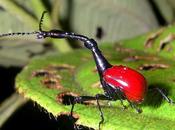 extraño insecto jirafa
