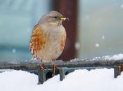 Acentor Alpino-Prunella collaris(ASTÚN HUESCA CRONICA