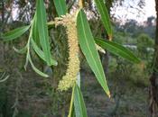 Cefaleas migrañas