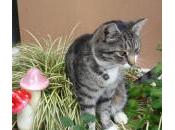 hierbas para mejorar salud gato