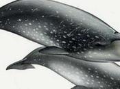 "Resucitan" nueva especie ballena carne seca