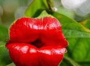 extraña planta labios mujer