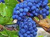 Pinot Noir