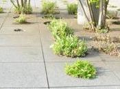 jardín azotea