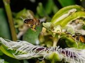 Como mejorar polinización