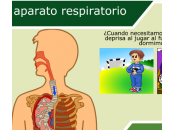 aparato respiratorio “2do ciclo” Interactivo