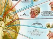 Kinesiología emociones