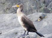 Ondarroa, araos cormoranes