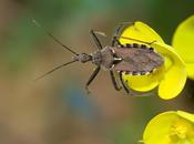 Rhynocoris erythropus (Linnaeus, 1767)