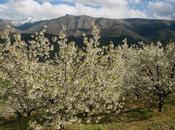 Primavera Cerezo Flor 2014: Citas deportivas