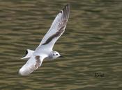 Gaviotas variadas jóvenes pajareros