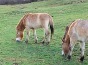 Parque Prehistoria Teverga bienvenida caballos Przewalski