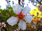 Cosecha flor almendro