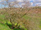 Almendras amargas