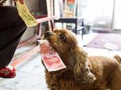 perro pide dinero... compras.