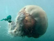 medusa melena león,la grande mundo