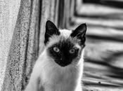 blanco negro