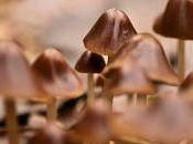 macros
