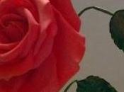 Rosa pdz!!!
