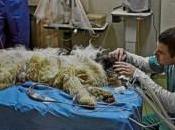 Perro herido