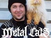 Metal Cats venta