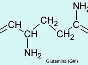 glutamina, suplemento?