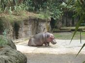 Nace hipopótamo Zoológico Chapultepec México después años