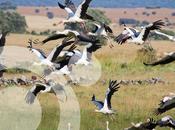 lugar singular Europa para aves: Parque Natural Estrecho