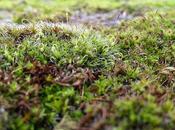 Androidografia Barakaldo CDX. Natura