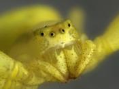 Misumena vatia (Clerck, 1758) Araña cangrejo