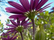 Florecer