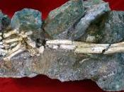 Descubierto fósil completo Australopitecus Sudáfrica