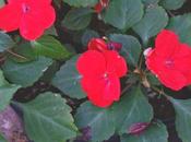 Impatiens walleriana