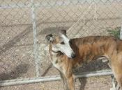 CARETO LUCERO, GALGOS, cazador quiere deshacer ellos‏.