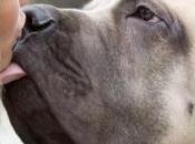 Consejos caninos 'Ene 2014'