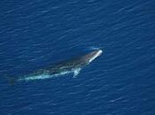 ballenas minke esconden entre hielo marino