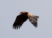 Pigargo europeo-haliaeetus albicilla-white tailed eagle