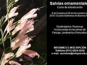 Salvias Ornamentales: fundamentos cultivo valor paisajístico
