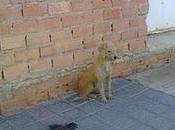 ESTÀ CALLE!!!! TEDDY, cruce caniche todo bar, mendigando comida.CORDOBA.