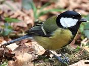 Carbonero común-parus major-great