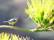 Herrerillo común-parus caeruleus-blue titi