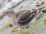 Correlimos oscuro-calidris maritima-purple sandpiper