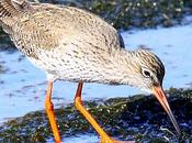 Archibebe común-tringa totanus-common redshank