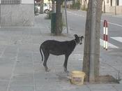 Galga preñada carretera, NECESITAMOS AYUDA ECONÓMICA!!!