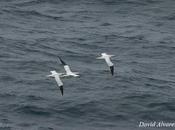 Entre delfines, calderones, rorcuales orcas