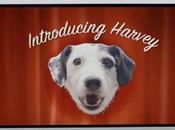 Harvey, perro confía publicidad