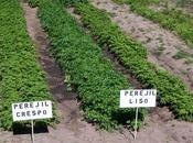 Perejil Mejor Tratamiento para Limpiar Riñones