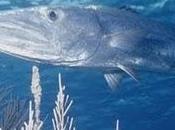 Barracudas sociales